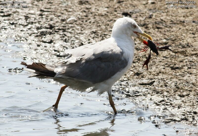 Yellow-legged Gulladult, eats