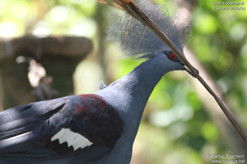 Western Crowned Pigeon