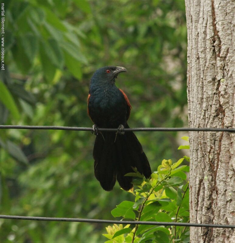 Greater Coucal