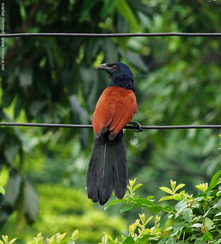 Greater Coucal