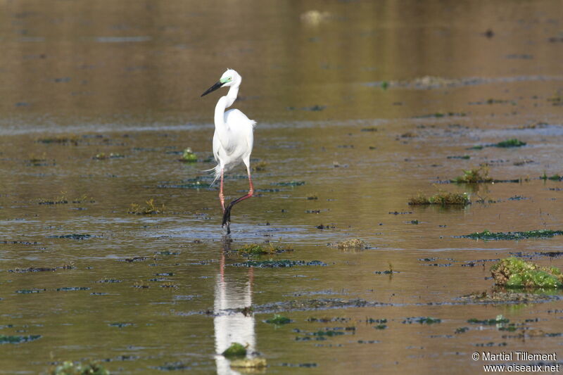 Grande Aigrette