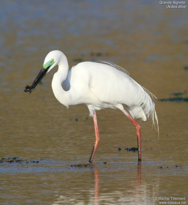 Grande Aigrette