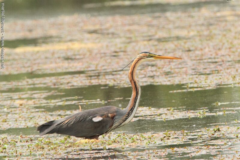 Purple Heron