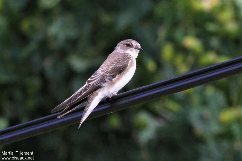 Sand Martinjuvenile, identification