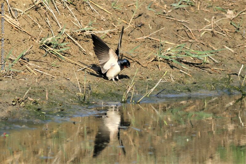 Barn Swallow