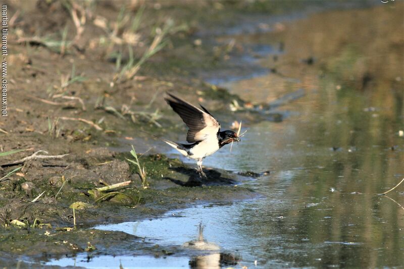 Barn Swallow