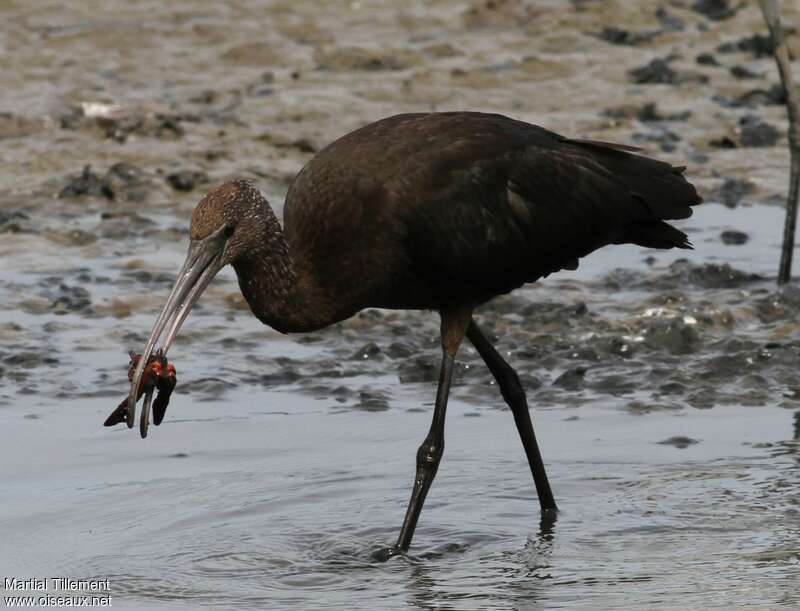 Ibis falcinelleimmature, régime, pêche/chasse, mange