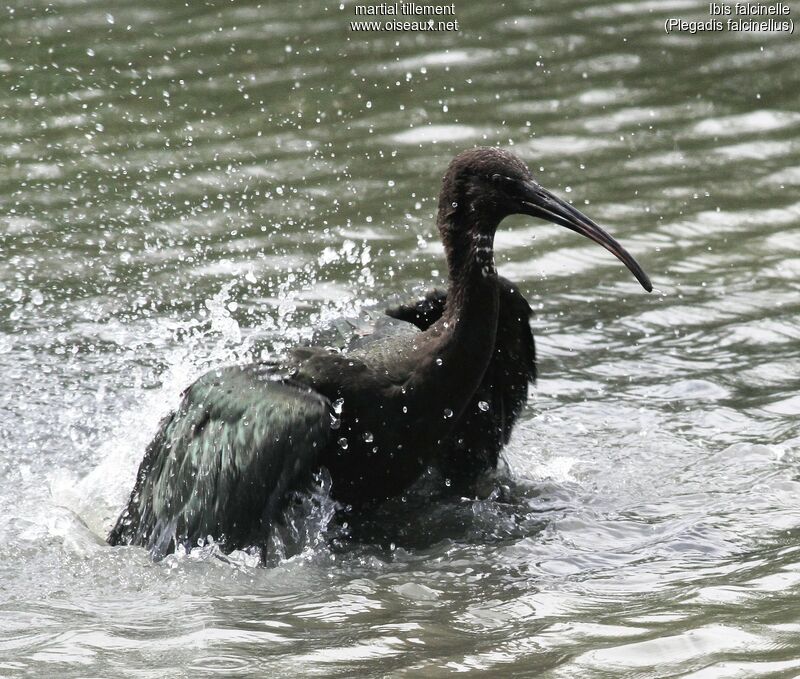 Ibis falcinelleadulte