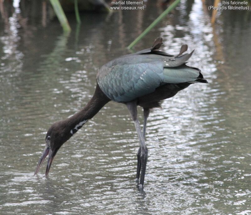 Ibis falcinelleadulte