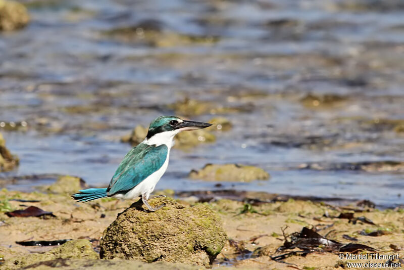 Collared Kingfisheradult, identification