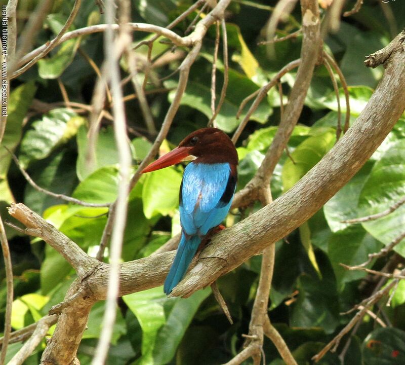 White-throated Kingfisher