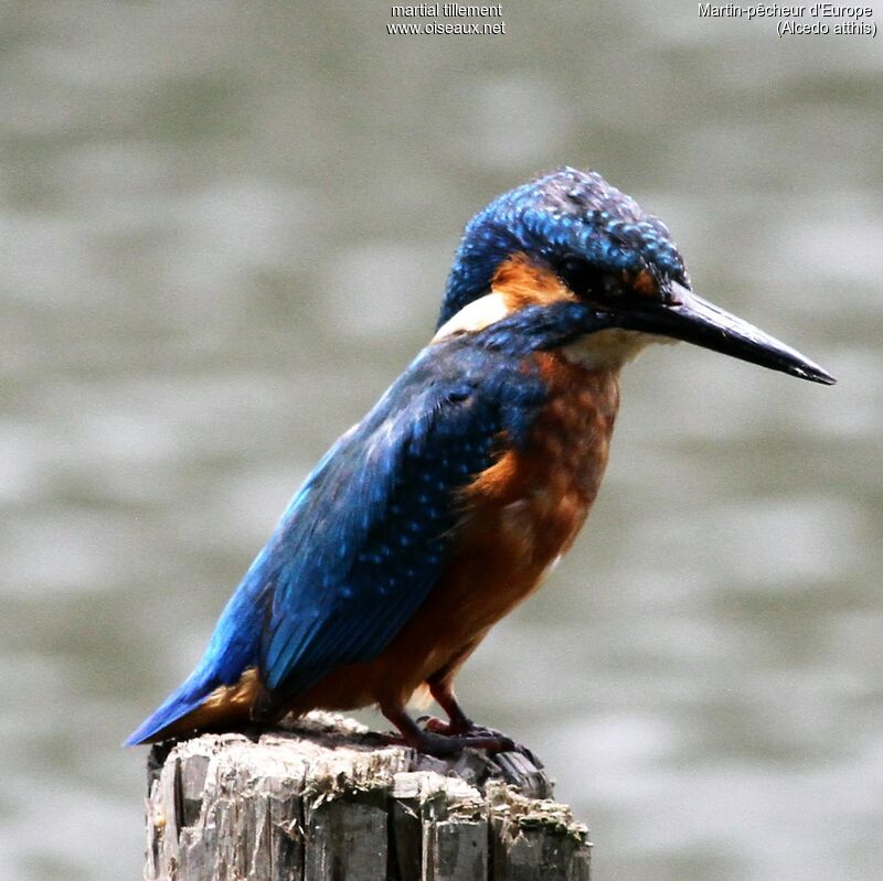 Common Kingfisher male adult