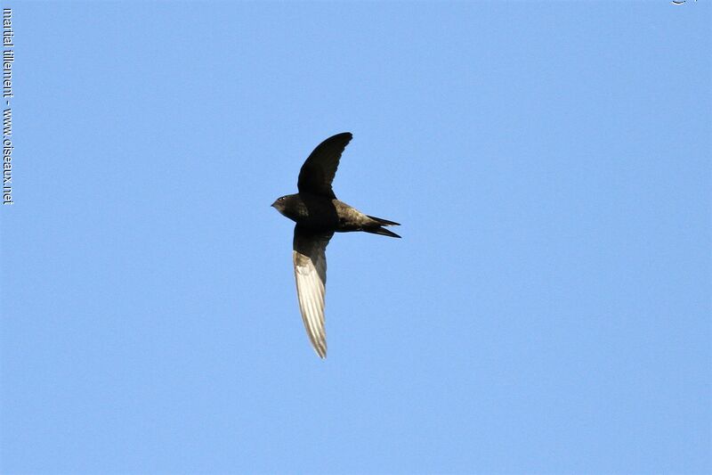 Common Swift