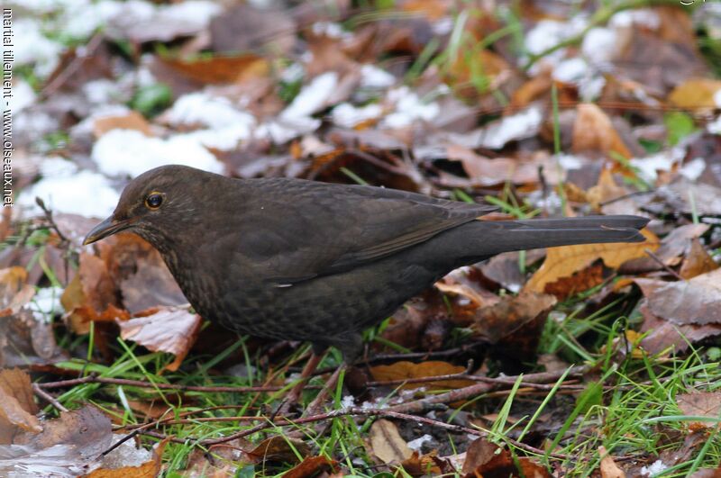 Common Blackbird