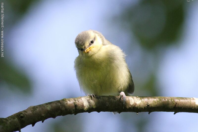 Eurasian Blue TitPoussin