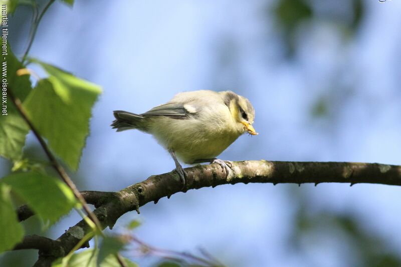 Mésange bleuePoussin