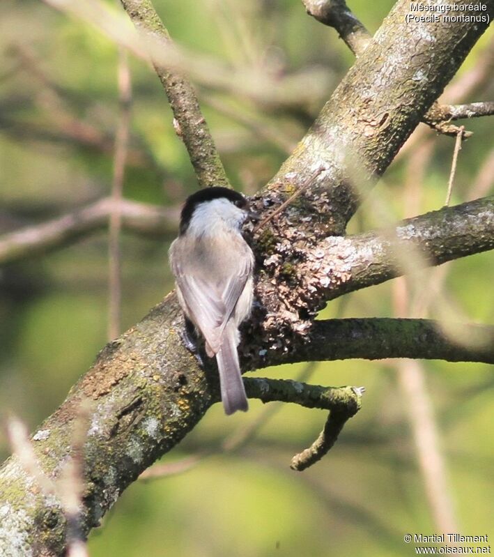 Mésange boréale