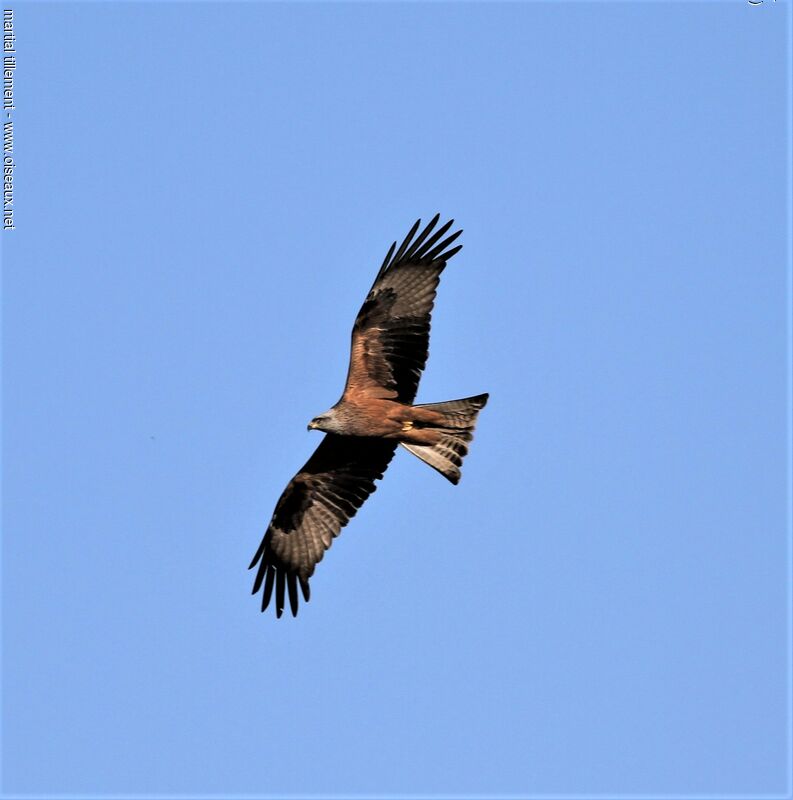 Black Kite