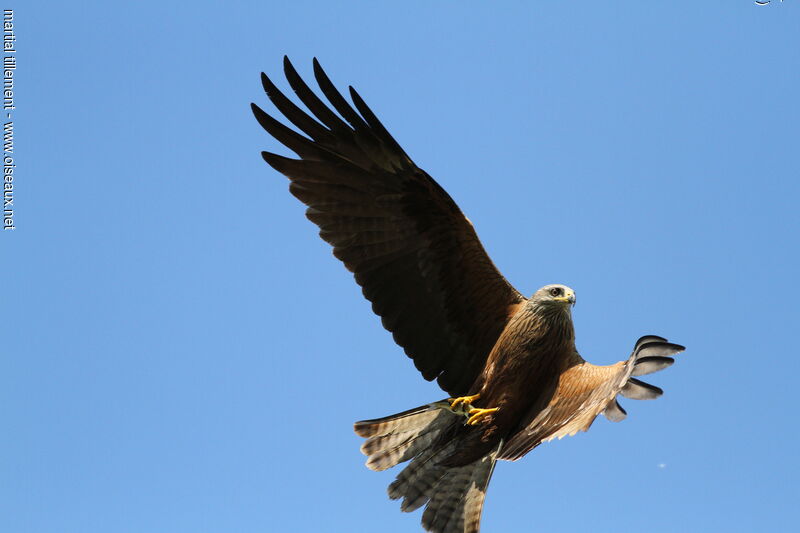 Black Kite male, fishing/hunting