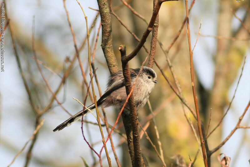 Long-tailed Tit