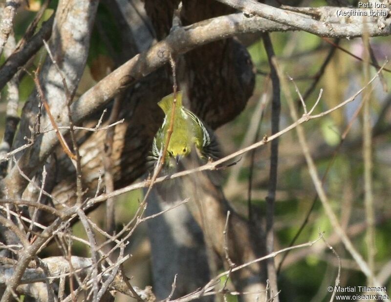 Common Iora