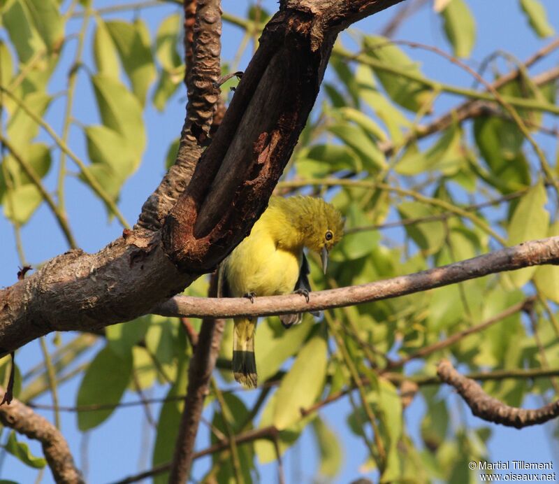 Common Iora