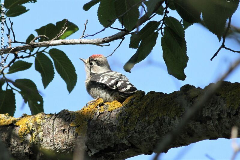 Lesser Spotted Woodpecker