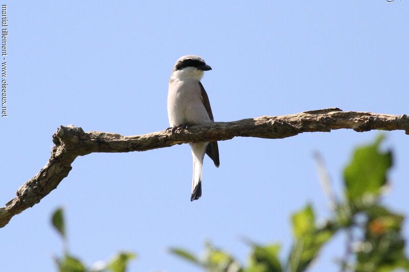 Red-backed Shrike male