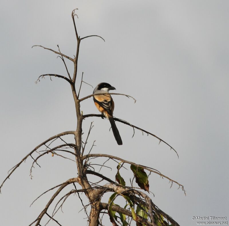 Long-tailed Shrike