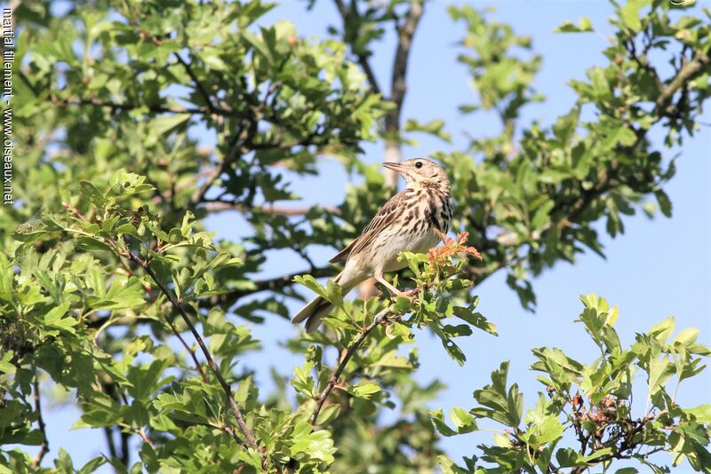 Pipit des arbres