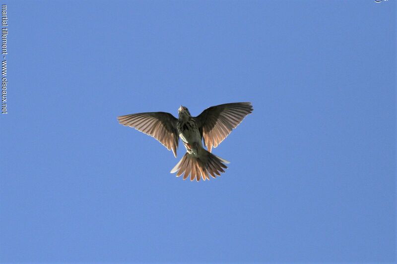 Pipit des arbres