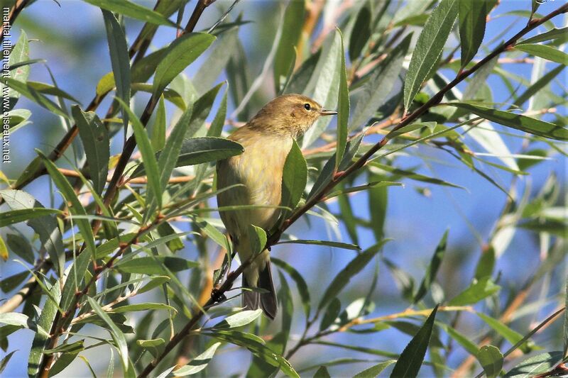 Common Chiffchaff