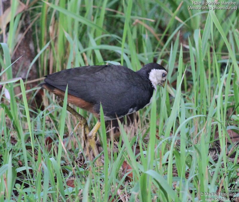 White-breasted Waterhen