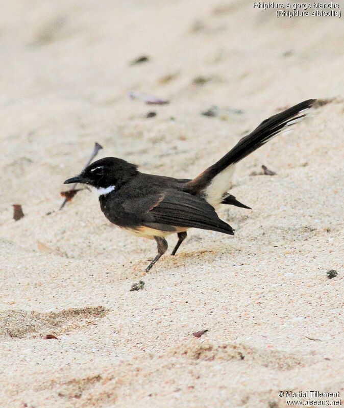 White-throated Fantail