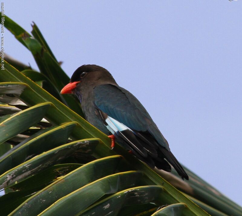 Oriental Dollarbird