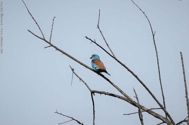 European Roller