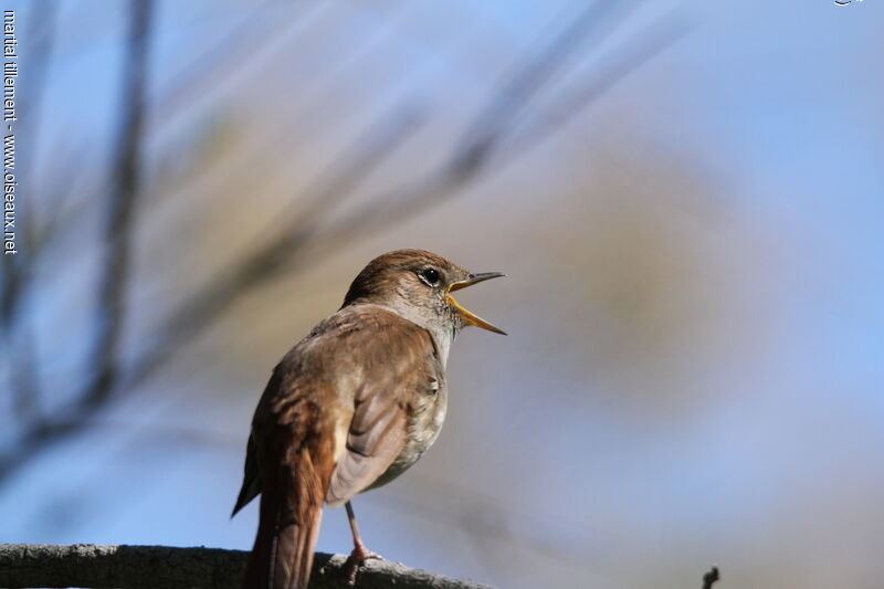 Common Nightingale, song