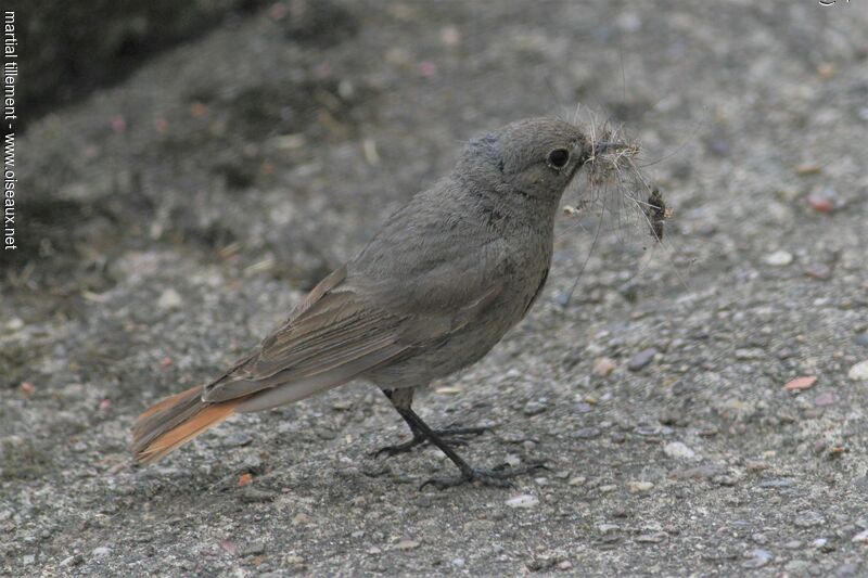 Black Redstart female