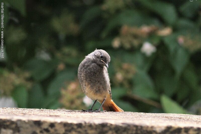 Black RedstartPoussin