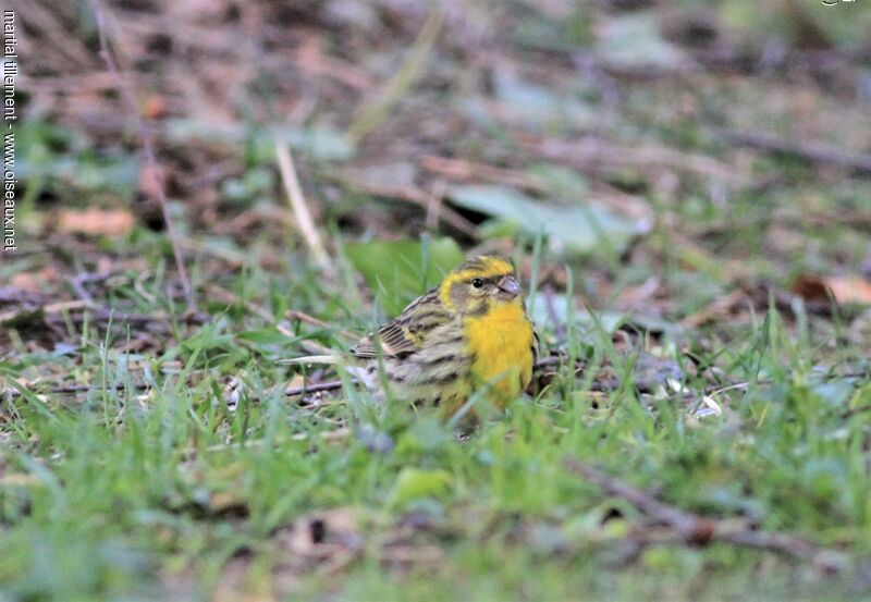 Serin cini