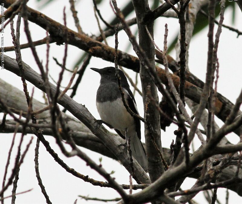 Oriental Magpie-Robin female