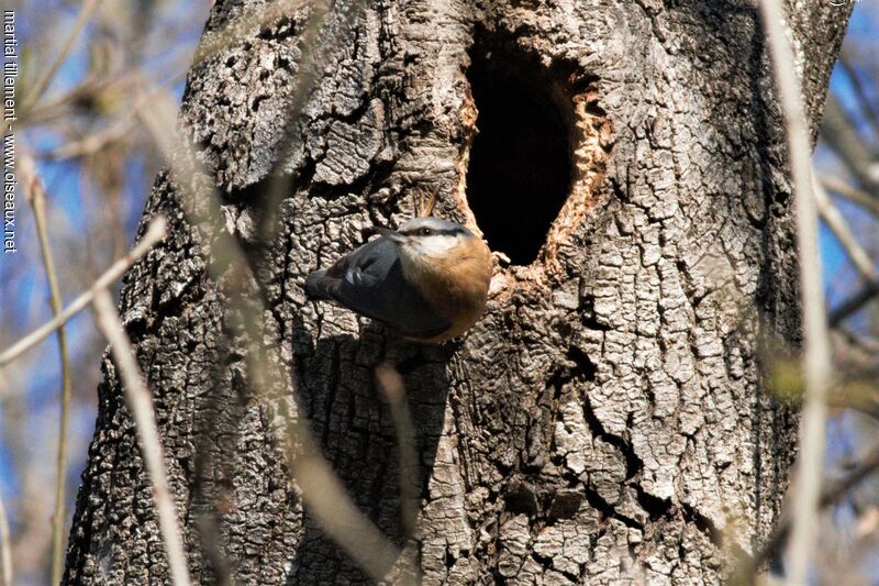 Eurasian Nuthatch