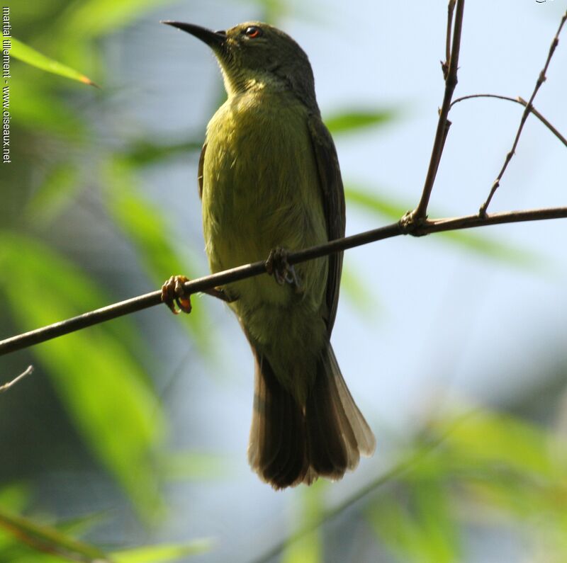 Ornate Sunbird female