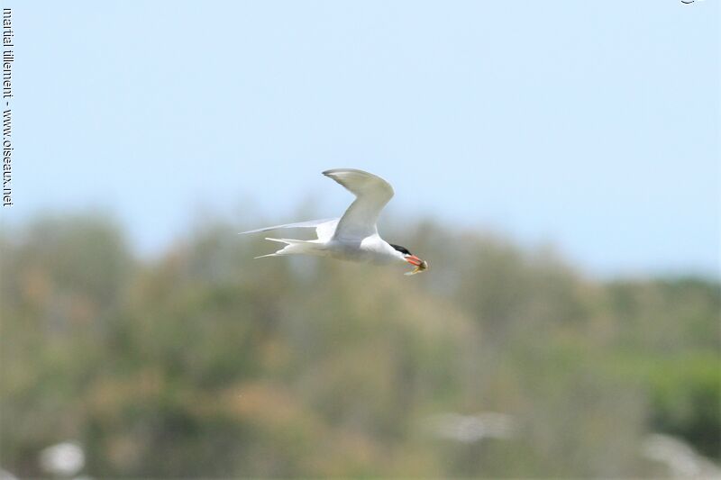 Common Tern