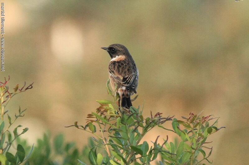 European Stonechat male