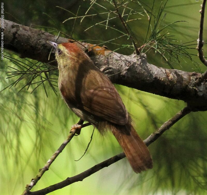 Pin-striped Tit-Babbler