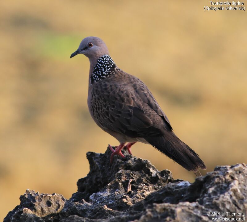 Spotted Dove