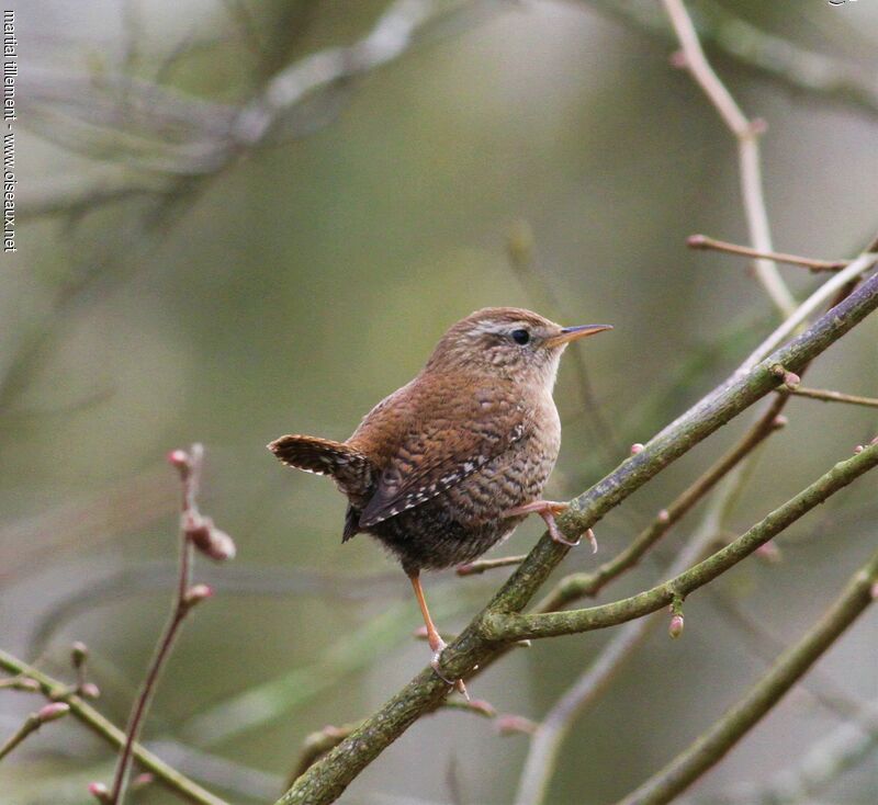 Eurasian Wren