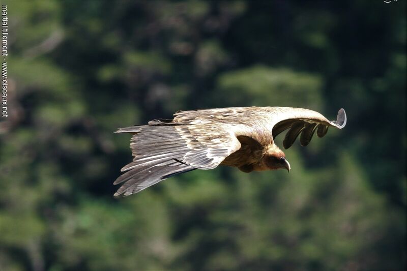 Vautour fauve