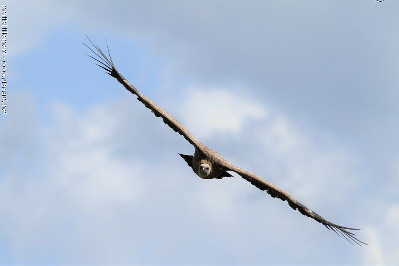 Vautour fauve